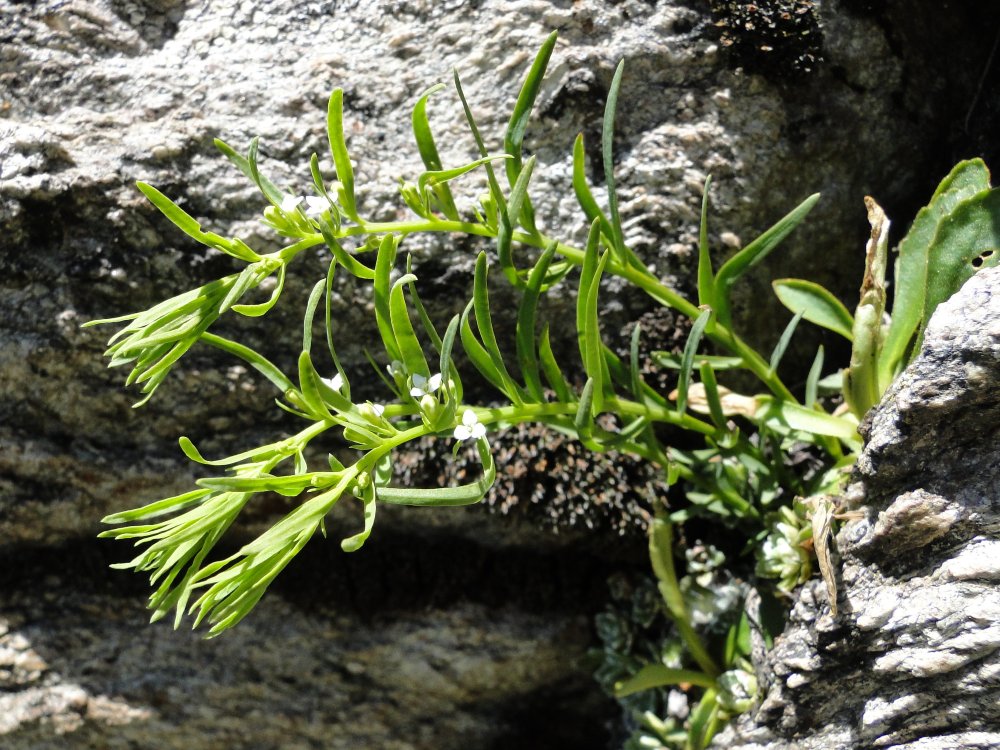 Thesium alpinum / Linaiola alpina